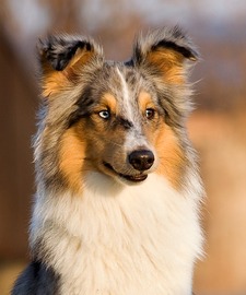 Sheltie