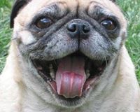 Susi Pug
