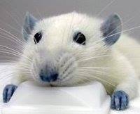 Annamarie Dauterman yoskowitz