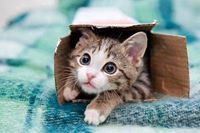 دينا عبابنة