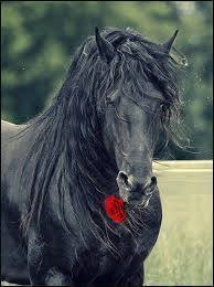 ترنيمة سلام