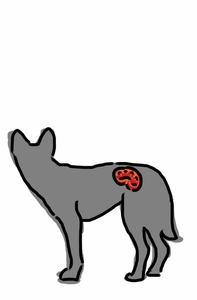 Dingo Kidney