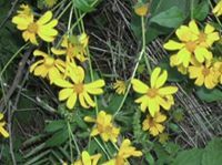 Candy Carroll alexander