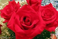 ورقات مبعثرة