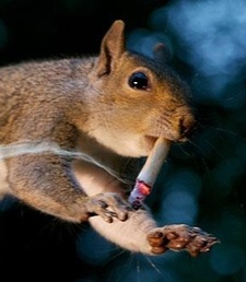 Smoking Squirrel