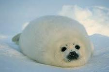 Juston "Da" Harp Seal