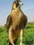 Mahad C...