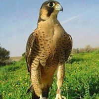 Mahad Cadow