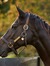 Sheikha_a_502