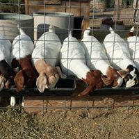 Debra Soares hoffmann