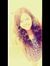 Shania ...