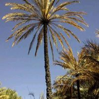 الأدهم الراهي