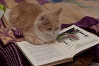 Francien Daniels-webb