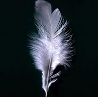 Divine Feathers