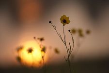 سمانه طاقداری