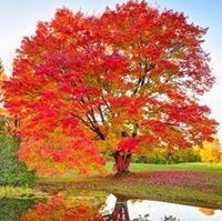 Karalee Presley calhoon