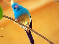 توته ابراهيم