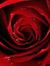Rosemol...