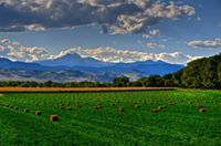 فواز العجمي