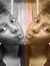 Rhona N...