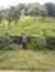 Viraj P...