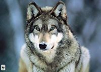 Gary Wolf