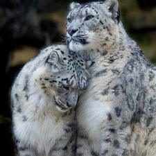 فجرالاسلام ابوزيد