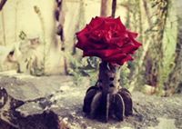 عائشة الرشيد