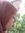 Yohana ...