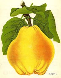 Дуња Настасић