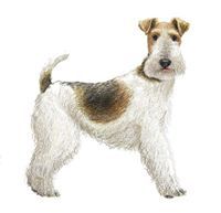 Cecilia Foxterrier