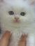 Mjood Mh