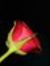 Mihad W...