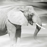 Charlotte Bateman-dave