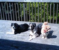 Erika Holzboog larson