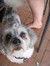 Phoebe