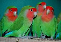 زبيده فضل الله