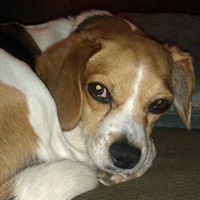 Donna Geffel violando