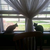 Paula Summerfield lowe gastian