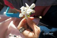 النوار الشمايلة