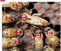 Canada Honey