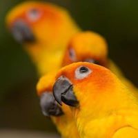 แพรพรรณ คำเทียม