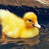 Petite Duck