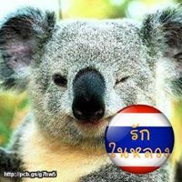 โคอาล่า รักในหลวง
