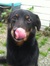 Henriette