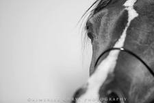 أمنية  متولي 