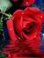 Youmna ...