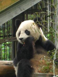 The Panda