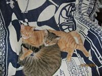 Judith Kaplan-weinger