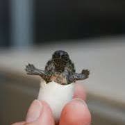 Utonya Babinsky nielsen